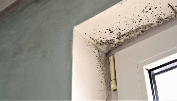  Mcconnellsburg, PA Mold Removal Pros