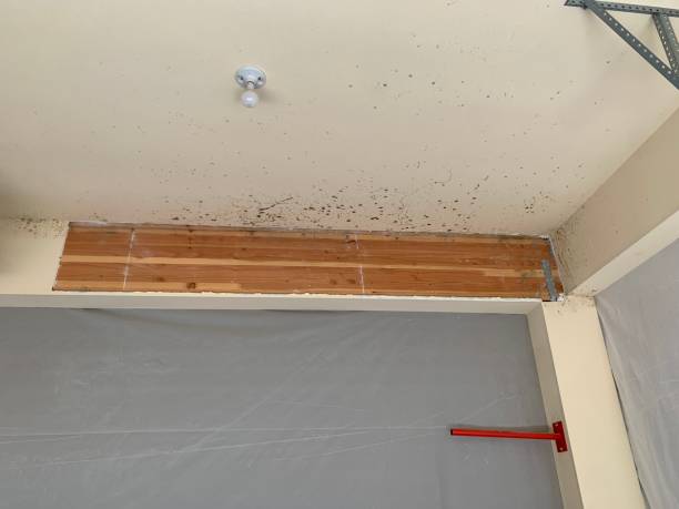 Mcconnellsburg, PA Mold Removal Company